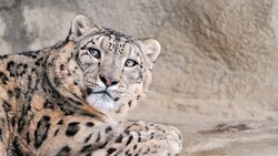 Leopard Close Up Photo