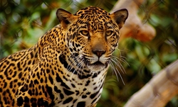 Leopard Closeup Look Pic