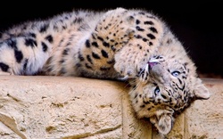 Leopard Cub Sleeping Pic