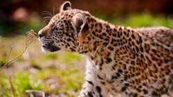 Leopard Cub Walking Photo