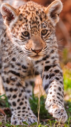 Leopard Cub Wild Animal Pic