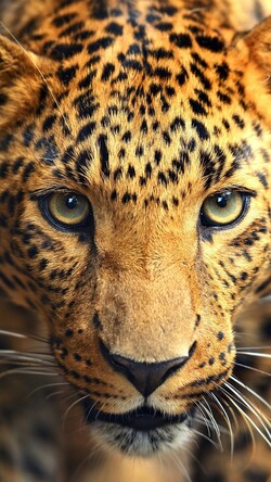 Leopard Face Mobile Photo