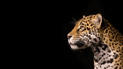 Leopard in Black Background HD Wallpaper