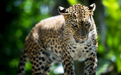 Leopard in Jungle Wild Photography