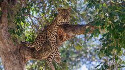 Leopard Lying on Tree