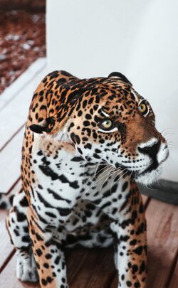 Leopard Mobile Photo