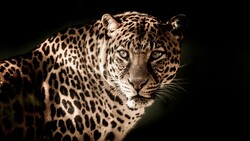 Leopard Muzzle Look 4K