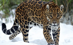 Leopard on Snow Wallpaper