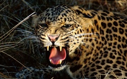 Leopard Roaring HD Wallpaper