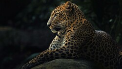 Leopard Sitting in Rock