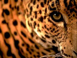 Leopard Superb Wallpaper