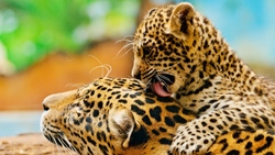 Leopard With Baby Animal Wallpaper