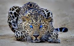 Leopard With Blue Eyes Photo