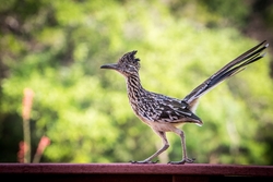 Lesser Roadrunner Walking Photo