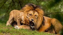 Lion And Lion Cub Playing on Grass