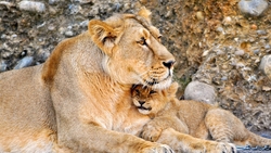 Lion And Lion Cub Sitting Near Rock