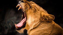 Lion Animal Roaring Photo