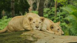 Lion Animal Seating in Zoo