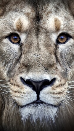 Lion Closeup Mobile Wallpaper