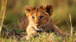 Lion Cub in a Grassland