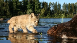 Lion Cub in River for Hunting