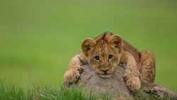 Lion Cub on The Rock