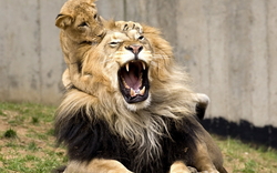 Lion Cub Playing With Father