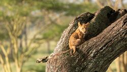 Lion Cub Sitting on Tree