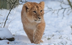 Lion Cub Walking in Snow HD Wallpaper