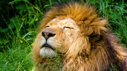 Lion HD Pic