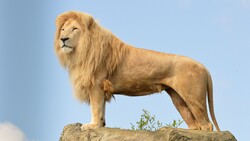 Lion HD Picture