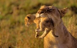 Lion Holding His Baby in Mouth