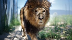 Lion in National Park Zoo
