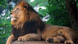 Lion King Sitting Image