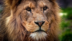 Lion Look Portrait Photo