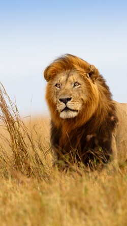 Lion Mobile Picture
