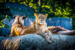 Lion on Rock in Zoo Photo