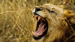 Lion Roar Wallpaper