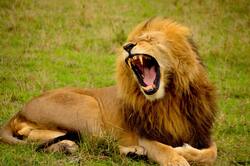 Lion Roaring Animal Wallpaper