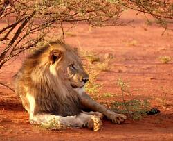 Lion Seating Under Tree