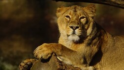 Lion Sitting in Forest