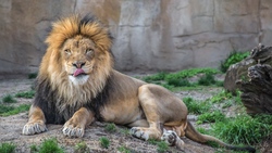 Lion Sitting on a Rock in Zoo HD Wallpaper