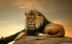 Lion Sitting On A Rock