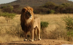 Lion Standing Alone In Field