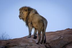 Lion Standing On Hill