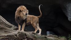 Lion Standing on Tree