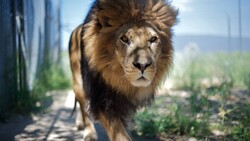 Lion Walking Close Up Photo