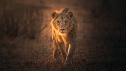 Lion Walking in Forest HD Wallpaper