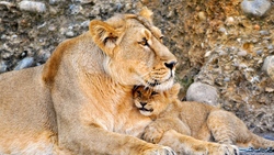 Lion with Beautiful Cub Animal Wallpaper