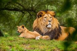 Lion with Cub Image